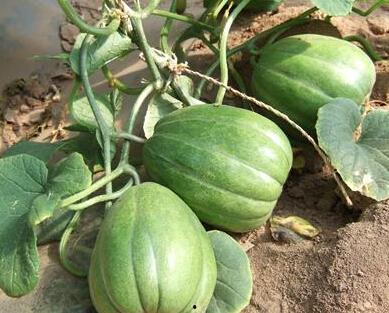 网红吃有毒瓜了住院,紧急住院治疗引发关注