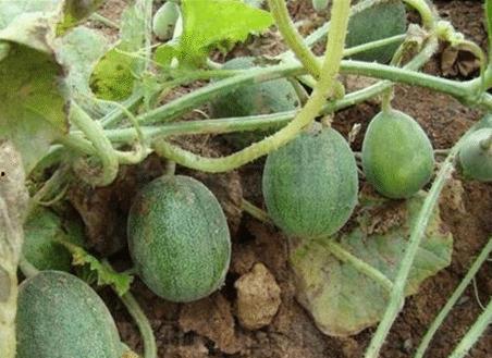 球球吃瓜网,揭秘娱乐圈最新热点，带你领略明星幕后故事