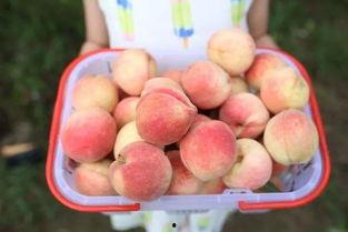 泡泡吃瓜网朝阳,泡泡吃瓜网带你探索都市生活新风向