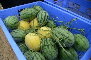 吃瓜网在线吃瓜,在线吃瓜，畅享娱乐盛宴