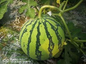 吃瓜网全网最全最新大瓜,全网热议！吃瓜网揭秘最新最全大瓜盘点