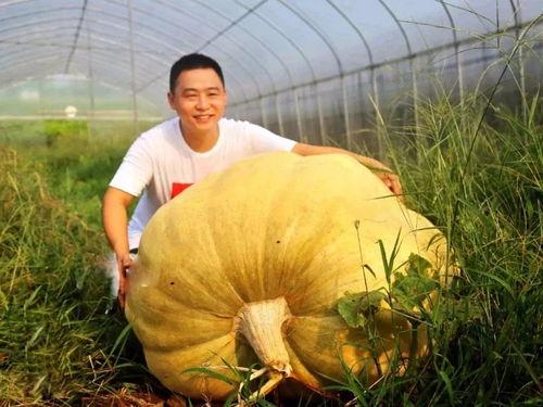 吃网红黄色大瓜会胖吗,吃黄色大瓜真的会胖吗？